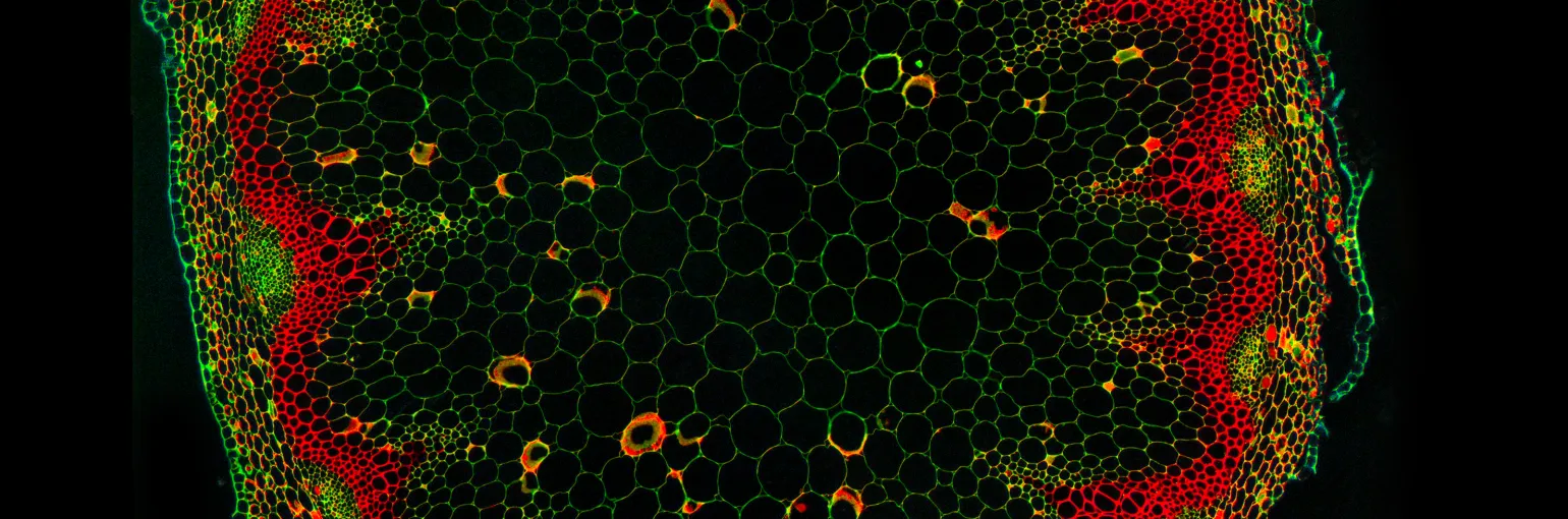 vascular development
